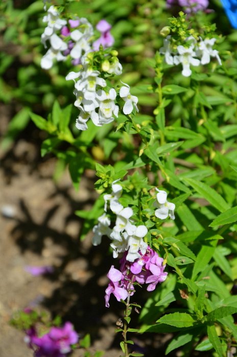 Angelonia angustifolia 'Serena melange'